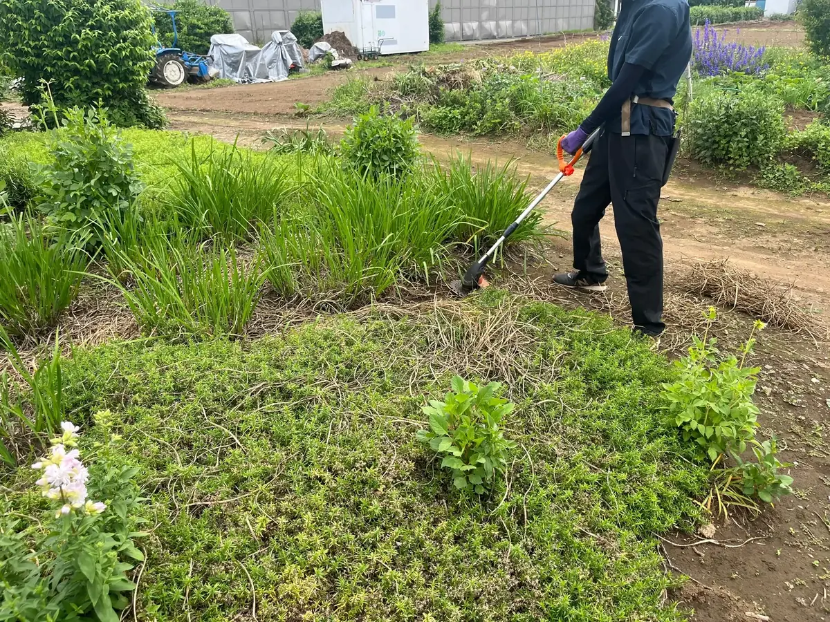 刈払機を使った草刈り作業