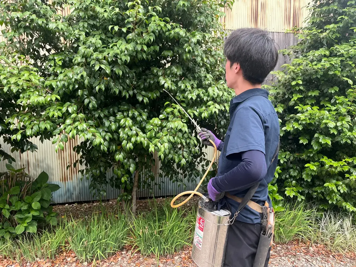 庭木へ薬剤を散布する作業